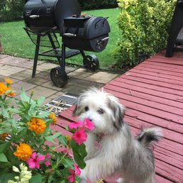 Meet Lulu, The breeder does such an amazing job with caring for their puppies -Thank you, Windsor Oak Farms! Meet Lulu, The breeder does such an amazing job with caring for their puppies -Thank you, Windsor Oak Farms!