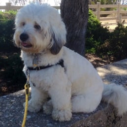 Forever Home Pet Rescue - Lucca at the Santa Monica bluffs. Forever Home Pet Rescue - Lucca at the Santa Monica bluffs.