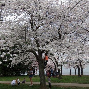 Tidal Basin - Washington, DC welcomes the 2020 cherry blossoms. Friends, family, and tourists admire the blossoms while practicing social distancing - Lakes Near Me - Washington, DC, District of Columbia Tidal Basin - Washington, DC welcomes the 2020 cherry blossoms. Friends, family, and tourists admire the blossoms while practicing social distancing - Lakes Near Me - Washington, DC, District of Columbia