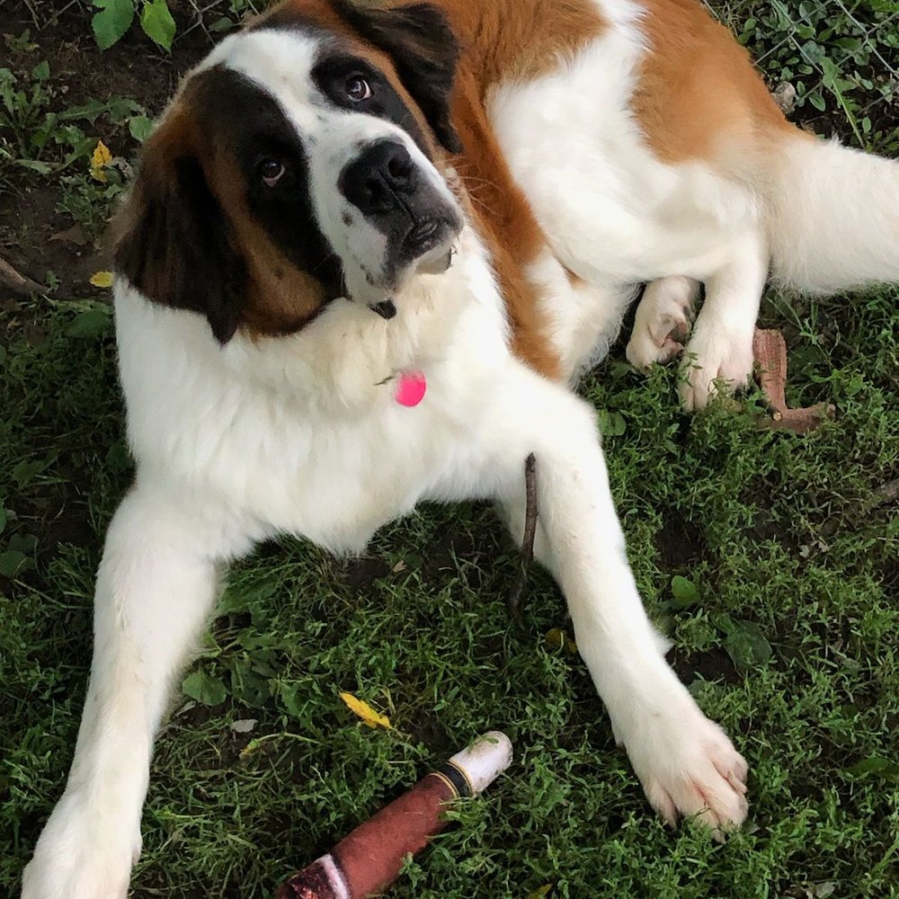 Raymore Veterinary Center - Dutch - Veterinarians Near Me - Raymore, Missouri Raymore Veterinary Center - Dutch - Veterinarians Near Me - Raymore, Missouri