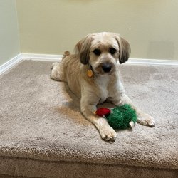 Destiny's Grooming