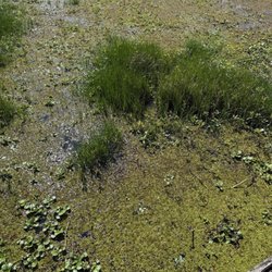 Chehaw Park - Grassy water
