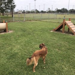 Fideaux Field - Lots of fun dog agility equipment