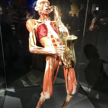 Body Worlds - Museums Near Me - Amsterdam, New Hampshire
