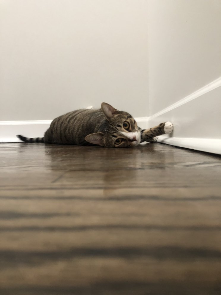 RUBYRED’S PET CARE Updated August 2024 36 Photos Irmo, South