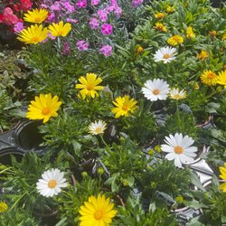 Maryville Feed & Home-Garden Center- Pet & Gift Store