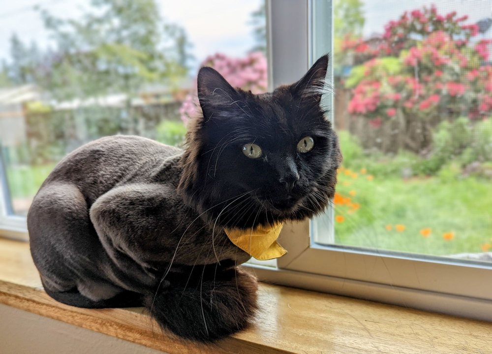 CATS IN THE CITY Updated September 2024 67 Photos & 50 Reviews