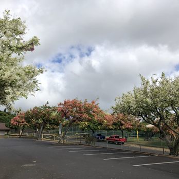 Napili Park - Rain bow trees In bloom - Parks Near Me - Lahaina, Hawaii