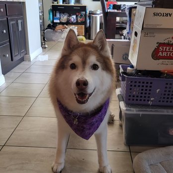 Zen Pet Grooming - Pet Groomers Near Me - Placentia, California Zen Pet Grooming - Pet Groomers Near Me - Placentia, California
