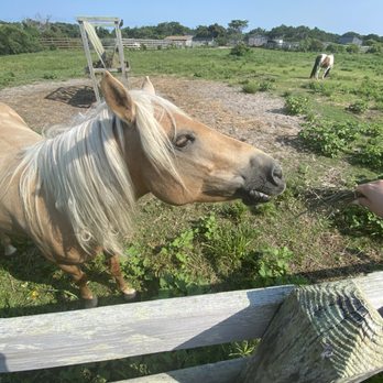 Ocracoke Ponies and Pen - Parks Near Me - Ocracoke, North Carolina Ocracoke Ponies and Pen - Parks Near Me - Ocracoke, North Carolina