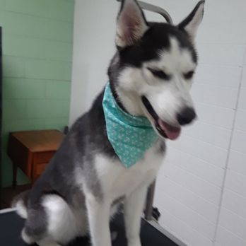All Breed Grooming - Dog Walkers Near Me - Hubert, North Carolina