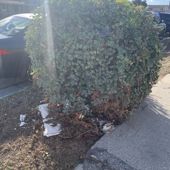 Yellow Tree Services - Bush before removal - Tree Services Near Me