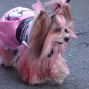 Barkus Parade - Beautiful Lady - Local Flavor Near Me