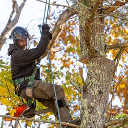 Charron Tree Service