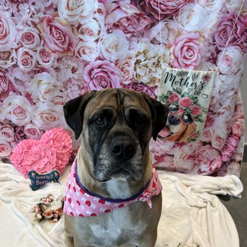 PetSuites Long Meadow - Pet Boarding Near Me - Richmond, Texas