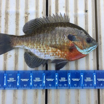 Hale Education - Larger blue gill from the main pond. - Day Camps Near Me - Westwood, Massachusetts