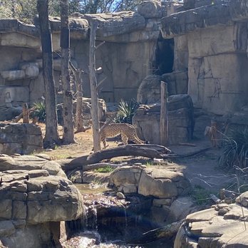 Dallas Zoo - Cheetahs looked majestic, naturally. - Zoos Near Me - Dallas, Texas