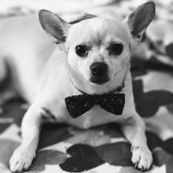 Broken Tail Rescue - Teddy XX OO