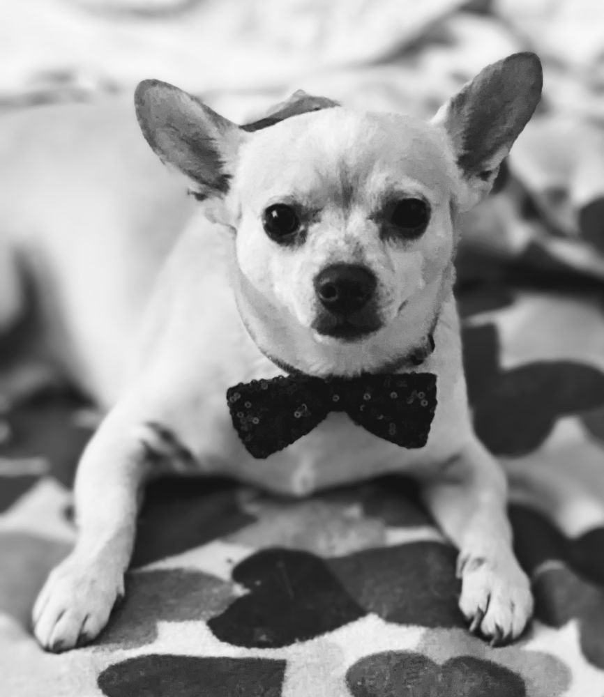 Broken Tail Rescue - social services organization in Worcester, MA