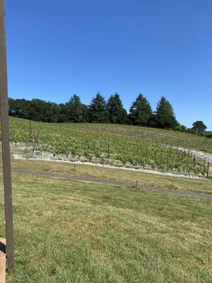 Coeur De Terre Vineyard by null