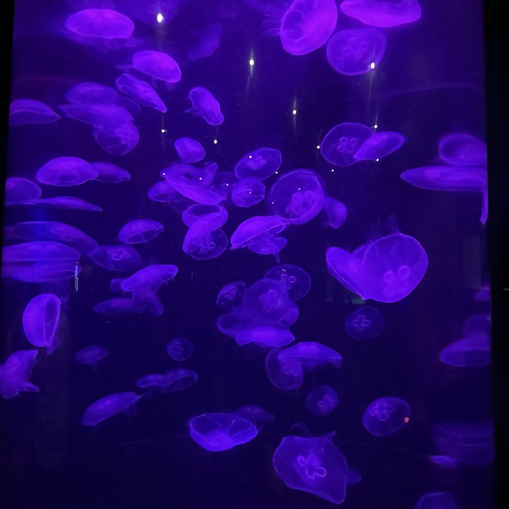 OdySea Aquarium - Aquariums Near Me - Scottsdale, Arizona OdySea Aquarium - Aquariums Near Me - Scottsdale, Arizona