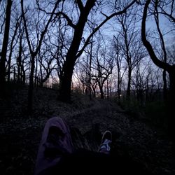 Fairmount Park - Tree off the trail