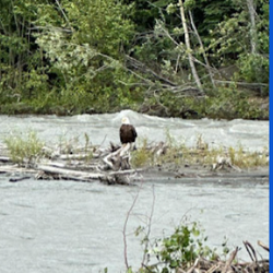 King For A Day Campground - Mama bald eagle on the Klutina River at King For A Day.