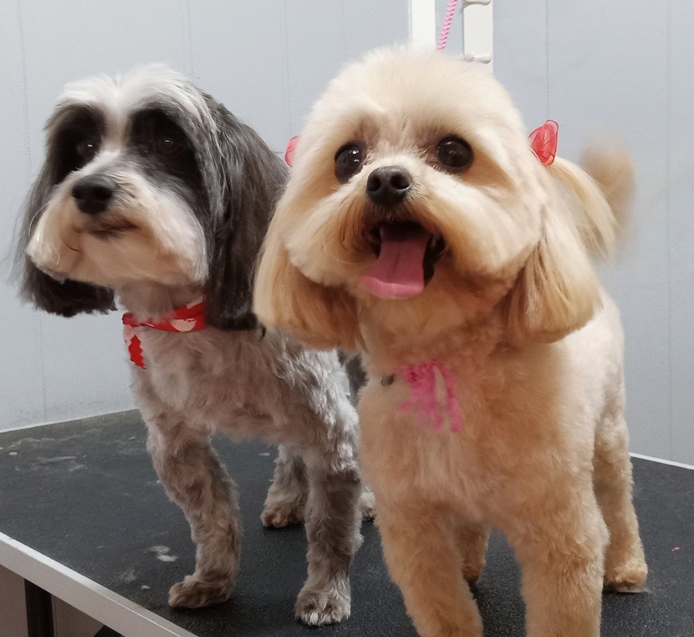 BEAUTY BARKS Updated October 2024 11 Photos 115 1/2 Locust St