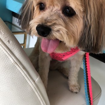 Dawg Gone Good Grooming - Pet Groomers Near Me - Greenacres, Florida