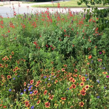 Herb'n Health - Wildflowers - Health Markets Near Me - Fort Worth, Texas Herb'n Health - Wildflowers - Health Markets Near Me - Fort Worth, Texas