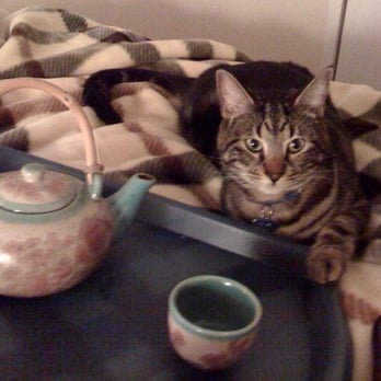 Wonder Cat Rescue - Tea time for Hanzo - Animal Shelters Near Me Wonder Cat Rescue - Tea time for Hanzo - Animal Shelters Near Me