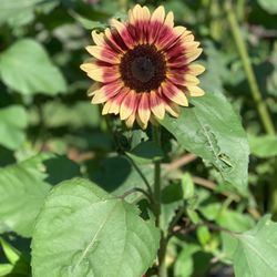 Quonquont Farm - Sunflower from PYO flower area