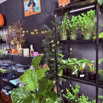 Botanical Brew - So many beautiful plants - Coffee & Tea Near Me - Lyman, South Carolina Botanical Brew - So many beautiful plants - Coffee & Tea Near Me - Lyman, South Carolina