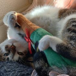 Cozy Kitties Inn
