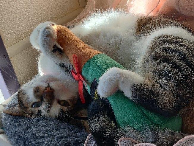 Cozy Kitties Inn - pet boarding facility in Kent, WA
