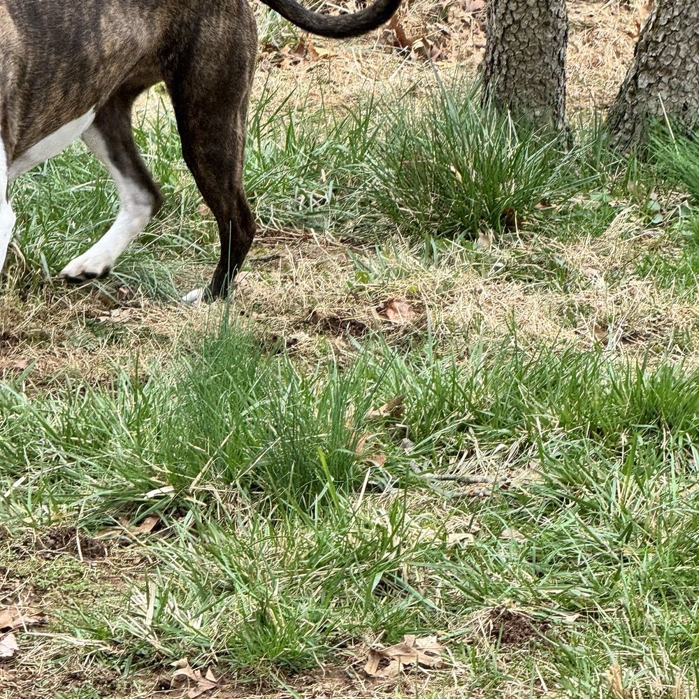 Dime and Scoop - The Big sister - Pet Waste Removal Near Me Dime and Scoop - The Big sister - Pet Waste Removal Near Me