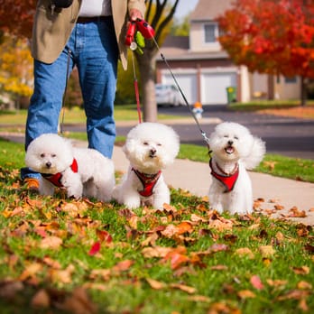 Pet Imagery - 3 Bichons of the Apocalypse... - Pet Photography Near Me Pet Imagery - 3 Bichons of the Apocalypse... - Pet Photography Near Me