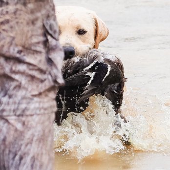 Top Notch Retrievers - Pet Training Near Me - Lexington, Texas Top Notch Retrievers - Pet Training Near Me - Lexington, Texas