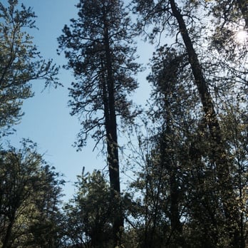 Lewis & Clark Trail State Park - Tall pine oasis on the Touchet River. - Parks Near Me Lewis & Clark Trail State Park - Tall pine oasis on the Touchet River. - Parks Near Me