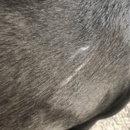 This is 1 week healed and scab has come off.