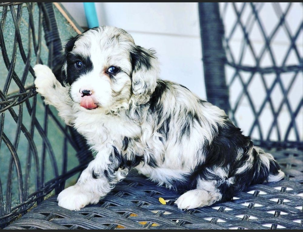 SUGAR DOODLES Updated August 2024 385 W 200th N, Junction, Utah