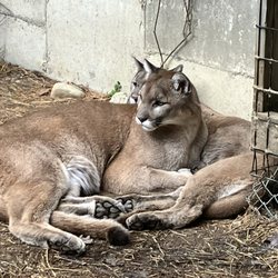 Maine Wildlife Park - Cougars