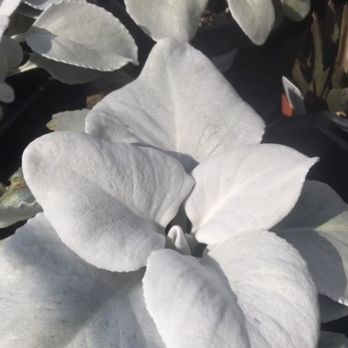 Martinez Nursery - This is a unique and beautiful plant I saw at the nursery - Nurseries & Gardening Near Me - Buena Park, California Martinez Nursery - This is a unique and beautiful plant I saw at the nursery - Nurseries & Gardening Near Me - Buena Park, California