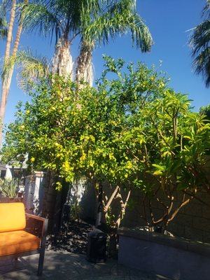 The Palm Springs Hotel by null