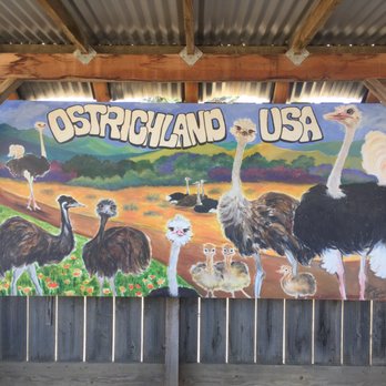 Ostrichland USA - Attraction Farms Near Me - Solvang, California