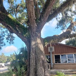 Double J Restaurant - Gorgeous tree