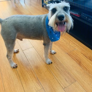 Lara's Doggy in the Window - Happy puppy!!! - Pet Groomers Near Me - Long Beach, California