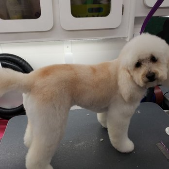 Sassy Tailz Pet Grooming - Pet Groomers Near Me Sassy Tailz Pet Grooming - Pet Groomers Near Me