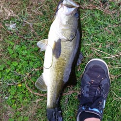C C Marine - 6-7 lbs female bass
