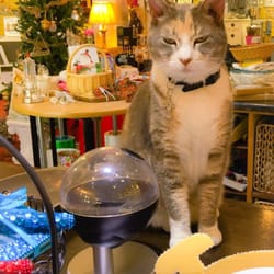 Alada's China & Gifts - This kitty cat mans the cash register!